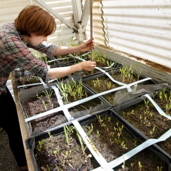 SFSU student measuring plants